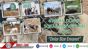 Başkan Sarı’dan “Dünya Sokak Hayvanları Günü Mesajı”