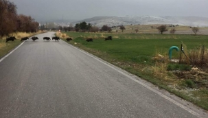 DOMUZ SÜRÜSÜ GÖRÜLDÜ