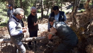 Orman Bölge Müdürümüz Isparta ve Dinar'da Böcek Zararı Sahalarında İncelemelerde Bulundu
