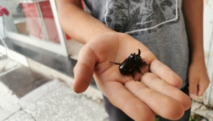Dinar'da Değeri 90 Bin Dolar Olan Bir Böcek Türü Bulundu
