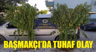 21 kök Hint Keneviri Ele Geçirildi
