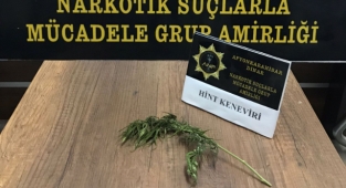 Dinar'da Hint Keneviri Ele Geçirildi