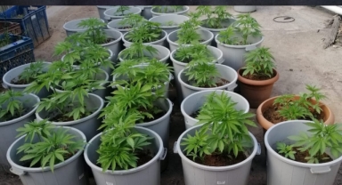 Dinar'da saksı içinde 76 Kök Kenevir Ele Geçirildi