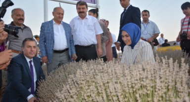 Belediye Başkanımız Nihat Sarı, 2. Lavanta Hasat Şenliğine katıldı