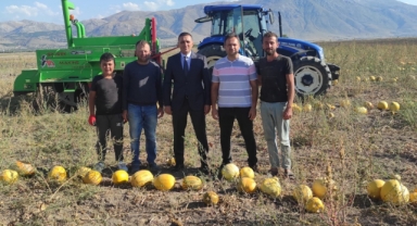 Dinar'da Çerezlik Kabak Hasadı Başladı