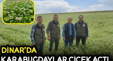 DİNAR'DA KARABUĞDAYLAR ÇİÇEK AÇTI