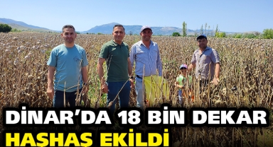 DİNAR'DA HAŞHAŞ HASATI BAŞLADI