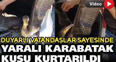 YARALI KARABATAK KUŞU KURTARILDI