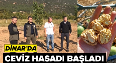 Dinar'da Ceviz Hasadı Başladı