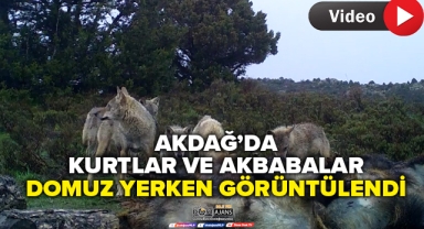 AKDAĞ'DA KURTLAR VE AKBABALAR FOTOKAPANA YAKALANDI!