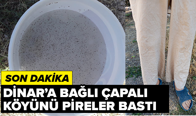 ÇAPALI KÖYÜNDE PİRE İSTİLASI !